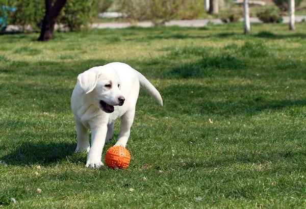 Tatlı Sarı Labrador Parkta Oynuyor — Stok fotoğraf