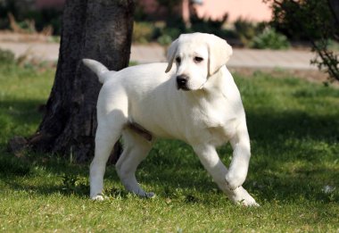 Parkta oynayan tatlı sarı labrador.