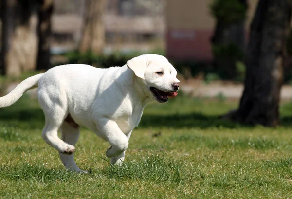 Słodki Żółty Labrador Bawiący Się Parku — Zdjęcie stockowe