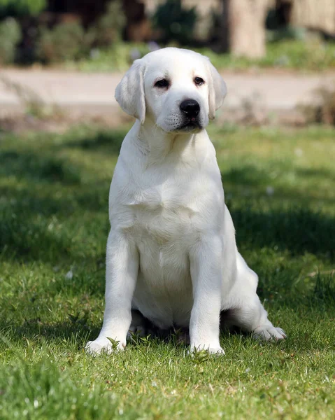 Ein Süßer Gelber Labrador Spielt Park — Stockfoto