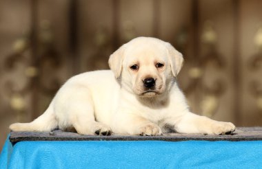 Mavi arka planda küçük labrador köpeği.