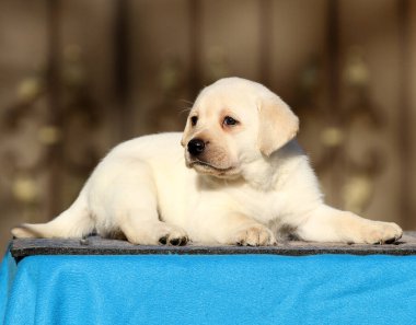 Mavi arka plandaki küçük labrador yavrusu.