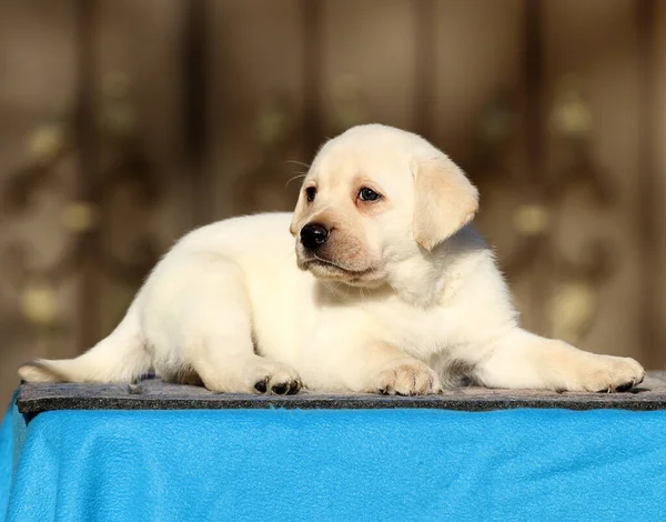 Filhote Cachorro Pequeno Labrador Fundo Azul — Fotografia de Stock