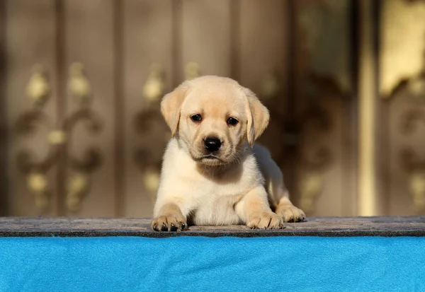 Petit Chiot Labrador Sur Fond Bleu — Photo