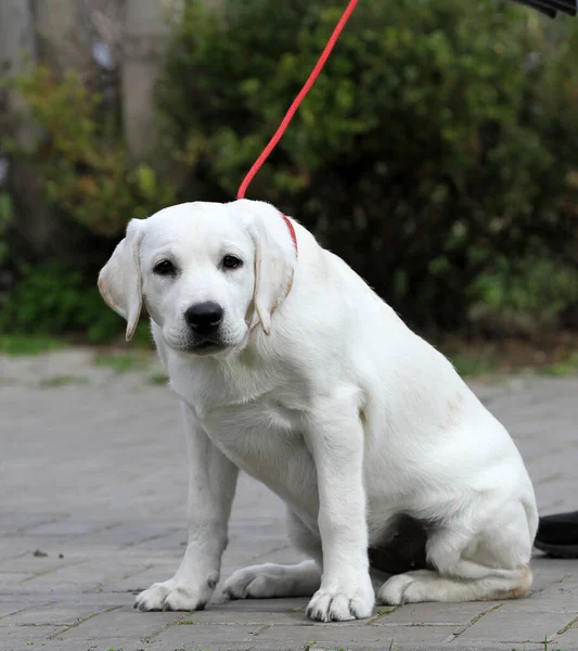 Gele Labrador Spelen Het Park — Stockfoto