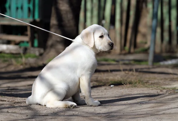 Yellow Labrador Playing Park — Stock Photo, Image