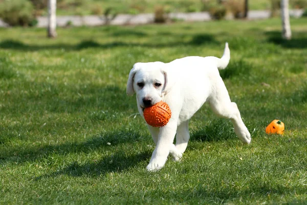 Słodki Żółty Labrador Bawiący Się Parku — Zdjęcie stockowe