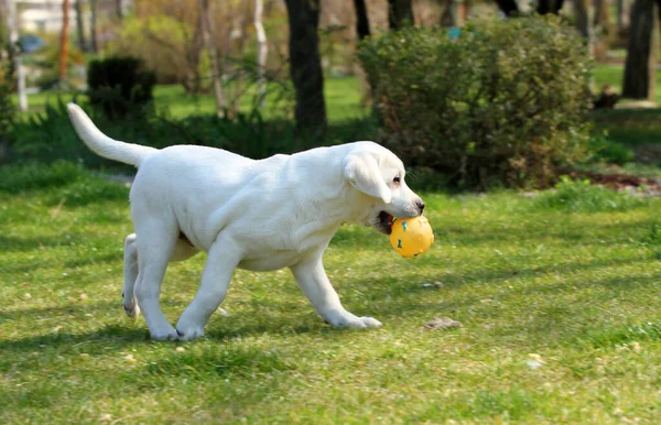 Ein Süßer Gelber Labrador Spielt Park — Stockfoto