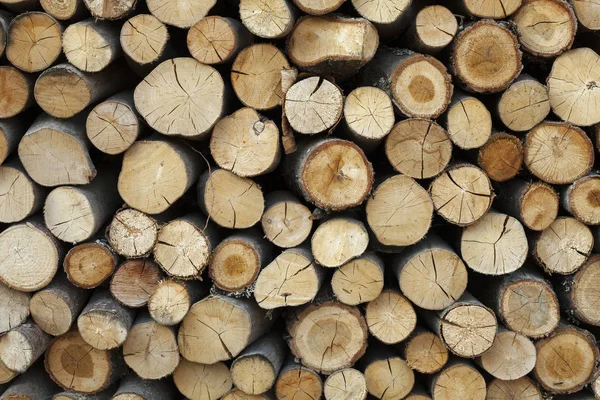 Κομμένο δέντρο κορμούς και κλαδιά σε διαφορετικά μεγέθη, συσσωρεύονται επάνω στο μπλε δοχείο αποθήκευσης ξύλο βιομηχανία ξυλείας — Φωτογραφία Αρχείου