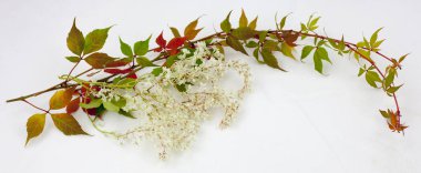 Sonbahar ve sonbahar yaprakları üzerinde beyaz arka plan koleksiyon izole