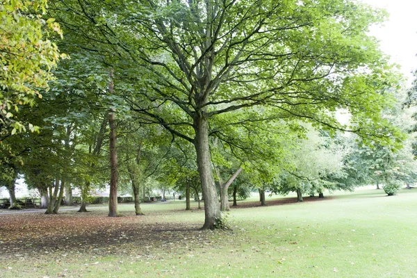 公园里的一棵绿树 — 图库照片