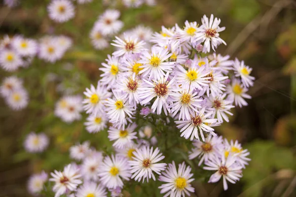 Bouquet de fleurs — Photo