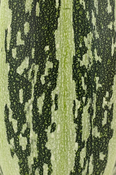 Grön, gul mat bakgrundsstruktur på Zucchini, zucchini — Stockfoto