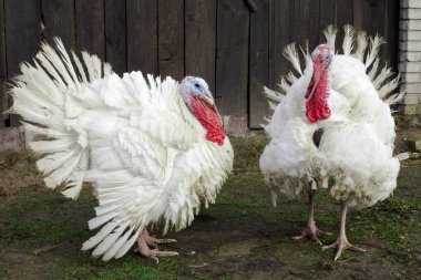 Cüce beyaz Türkiye mükemmel Homestead. safkan ile çiftlik bahçesinde büyük şişman Türkiye