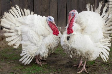 Cüce beyaz Türkiye mükemmel Homestead. safkan ile çiftlik bahçesinde büyük şişman Türkiye