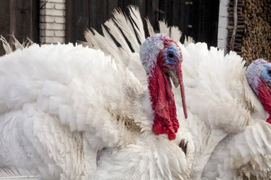 Cüce beyaz Türkiye mükemmel Homestead. safkan ile çiftlik bahçesinde büyük şişman Türkiye