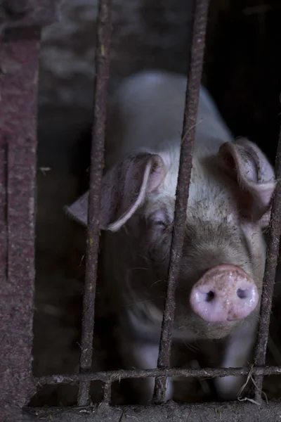 Überblick über Schweinezuchtbetriebe. Schweinestall, Schweinemastanlage — Stockfoto