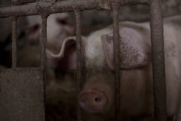 Overview of pig breeding farms. pigsty, pig farm