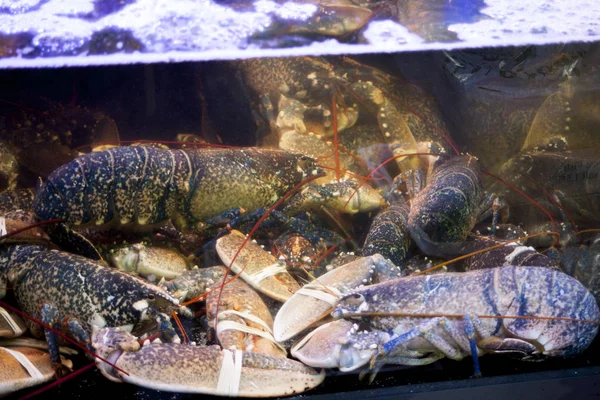 Close-up en selectieve Focus van Giant modder krabben Scylla serrata ook bekend als Black krab, Mangrove krab, getande modder krab, gevangenschap Tied Up aangeboden voor zeevruchten. — Stockfoto