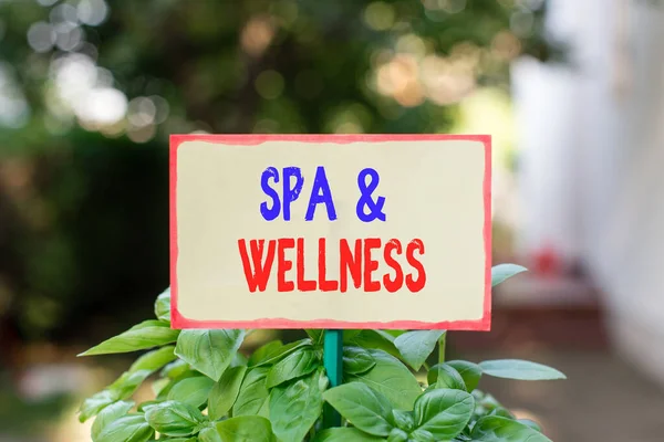 显示Spa和Wellness的文字符号。概念照片展示的地方改善了他们的健康放松平淡的纸绑在一根棍子上，放在绿叶植物上. — 图库照片