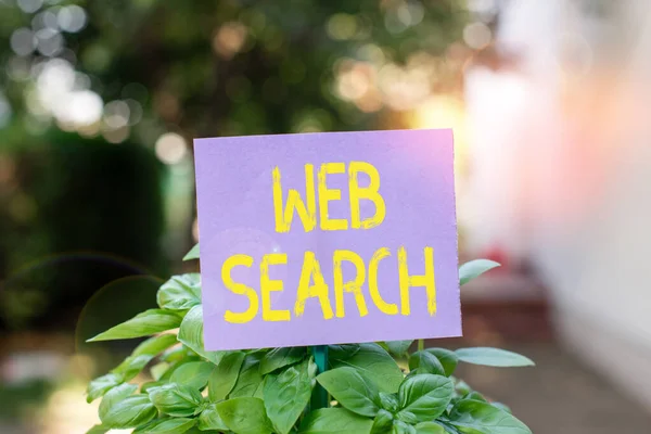 Texto de caligrafia Web Search. Conceito que significa sistema de software projetado para procurar informações na web Papel vazio liso anexado a uma vara e colocado nas plantas folhosas verdes . — Fotografia de Stock