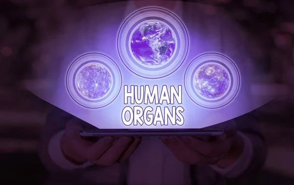 Huanalysis Organsを示す概念的な手書き。事業紹介写真解析体の内部の性器構造写真提供:なさ. — ストック写真