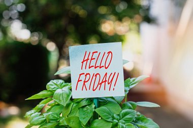 Hello Friday 'i gösteren bir not yazıyorum. İş fotoğraflarının sergilenmesi, yeni haftanın başlangıcından itibaren sade kağıtların çimenli topraklara yapıştırılıp yerleştirilmesine kadar mutluluğu ifade eder..