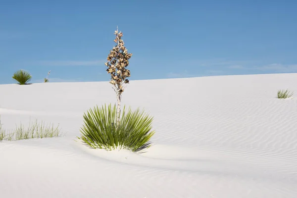 丝兰植物在白色的沙滩，新墨西哥 — 图库照片