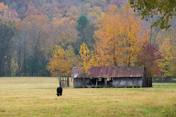 Colores de otoño por el granero — Foto de Stock