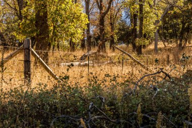 Mesafe içine ufuk paslı, eski ahşap ve dikenli tel çit, 