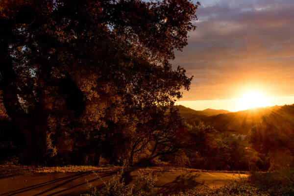 sunset, southern California hills in autumn, grove of live oaks 