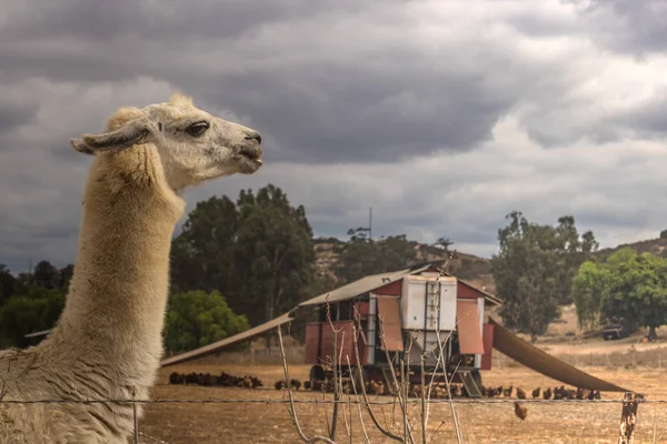 Llama guarding pastured poultry on chicken egg farm — Stock Photo, Image