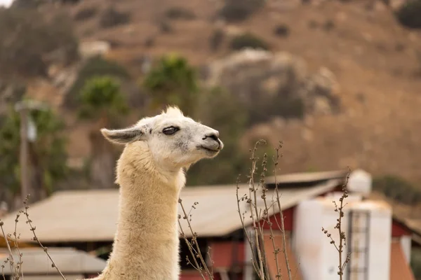 White llama alpaca, ears back profile a brave animal pet guarding a farm, wool production