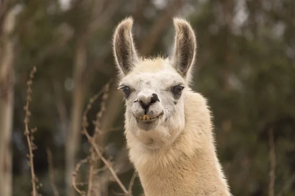 Mizahi Lama gösterilen diş, agresif alpaka, kulaklar kafa vurdu kadar yakından kötü gülümsemeyle — Stok fotoğraf