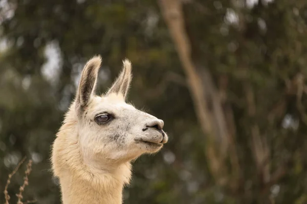 Yakın beyaz Lama alpaka kulakları ile baş shot kadar yukarı profil görünümünde, yün üretim uyar — Stok fotoğraf