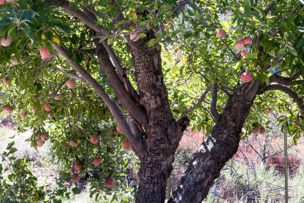 Klasyczne stare drzewa naturalny organiczny dojrzałe Heirloom Red Delicious organicznych jabłka jabłko na gałęzi drzewa w sezonie jesiennym, zdrowe przekąski, upadek, domu Sad, — Zdjęcie stockowe