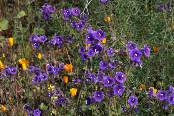 Яскраво-пурпуровий фіолетовий синій яскравий золотий Кентерберійські дзвіночки, сезонна весняна рослина, польові квіти в цвіті з золотим помаранчевим каліфорнійським населенням — стокове фото