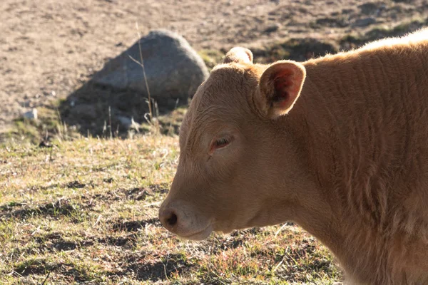 Bezerro de bebê marrom, perfil de vaca de bebê marrom saudável pacífica — Fotografia de Stock