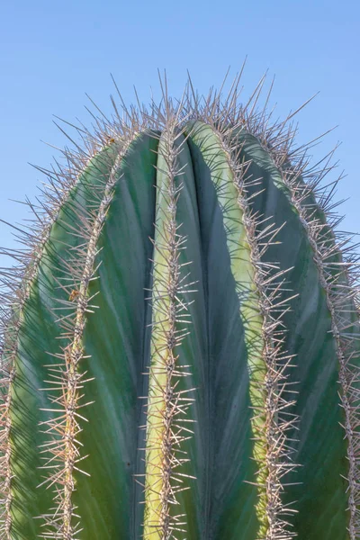 Closeup detalis of southwestern desert cactus with sharp spines framed against a blue sky — Stock Photo, Image