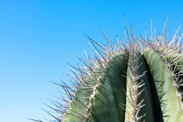 Closeup detalis of southwestern desert cactus with sharp spines framed against a blue sky — Stock Photo, Image