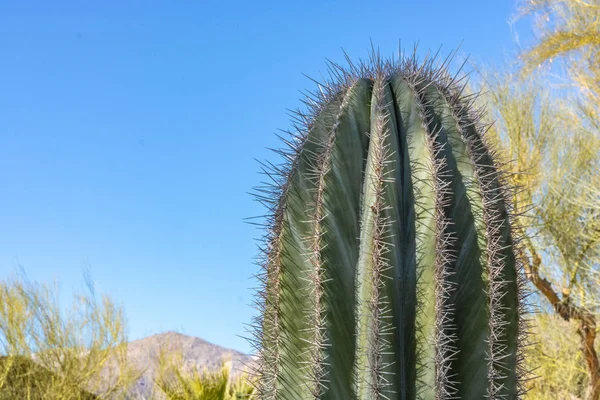 Closeup detalis of southwestern desert cactus with sharp spines framed against a blue sky — Stock Photo, Image