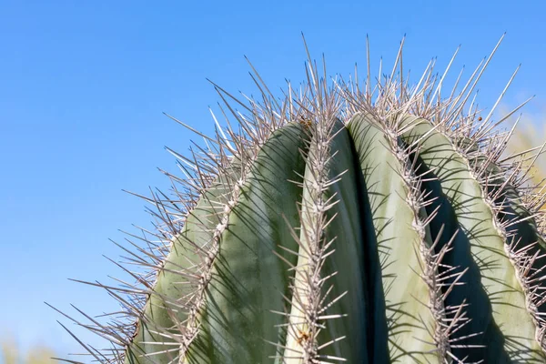 青い空に囲まれた鋭い棘を持つ砂漠のサボテンの密接なデタリス — ストック写真
