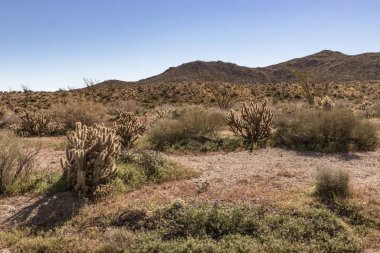 Baharda çöl bitkilerinin bulunduğu güneybatı çöl manzarası, Amerika 'da ilkbaharda kamp, yürüyüş ve macera.