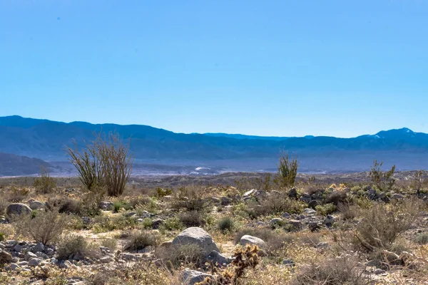 Wüstenlandschaft im Südwesten mit Wüstenpflanzen im Frühling, Zelten, Wandern und Abenteuer im Frühling in der amerikanischen Wüste — Stockfoto