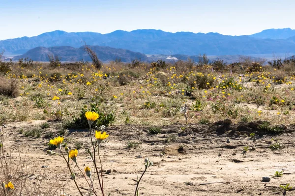 Wüstenlandschaft im Südwesten mit Wüstenpflanzen im Frühling, Zelten, Wandern und Abenteuer im Frühling in der amerikanischen Wüste — Stockfoto