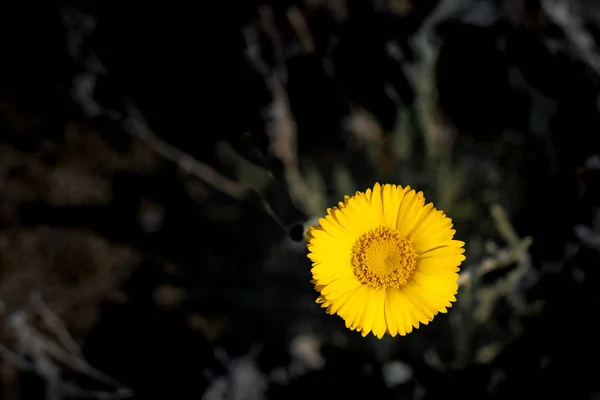 Desert sunflower bright yellow petals, orange center close up with blurred bokeh background, desert wildflower