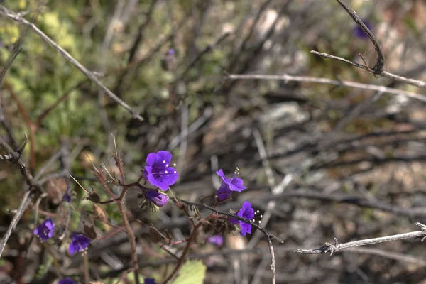 Canterbury Campanas Una Pequeña Primavera Azul Anual Bienal Flor Silvestre — Foto de Stock