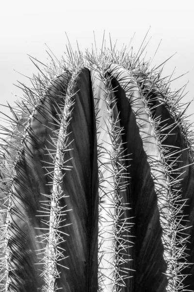 Black and white closeup detalis of southwestern desert cactus with sharp spines framed against a blue sky — Stock Photo, Image