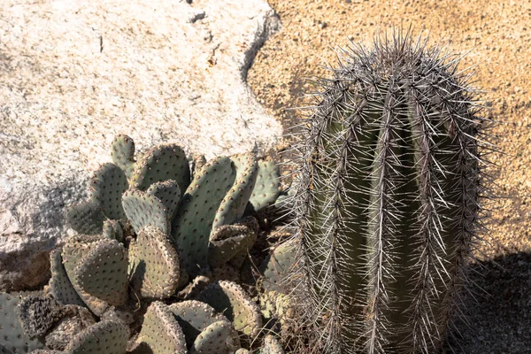 Closeup detalis of southwestern desert cactus with sharp spines against granite rock background — Stock Photo, Image