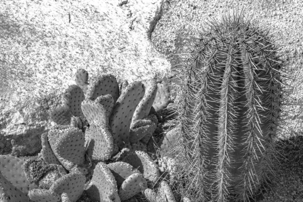 Black and white closeup detalis of southwestern desert cactus with sharp spines — Stock Photo, Image